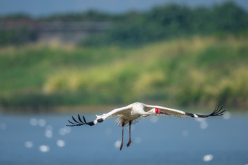 Siberian Crane in Mai Po Nature Reserve, Hong Kong (Formal Name: Grus leucogeranus)