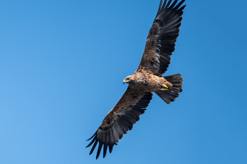 Imperial Eagle in Mai Po Nature Reserve, Hong Kong (Formal Name: Aquila heliaca)