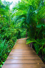 Fototapeta na wymiar Wooden pathway around mangrove forest