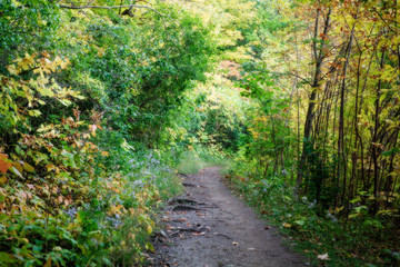 Fototapeta na wymiar Autumn pathway in the woods