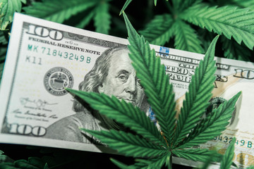 Money and pot. Cannabis finance. Revenues in the marijuana industry and the medical industry....