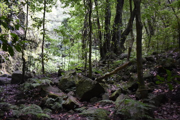 Hiking trail at Levada do Rei in Madeira, Portugal