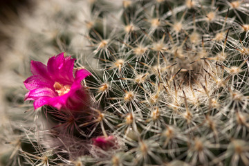 Pink Button Cactus Flower Closeup.