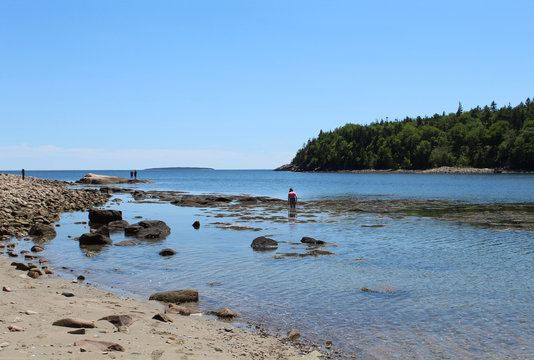 People Wading At Otter Cove At Acadia National Park In Maine