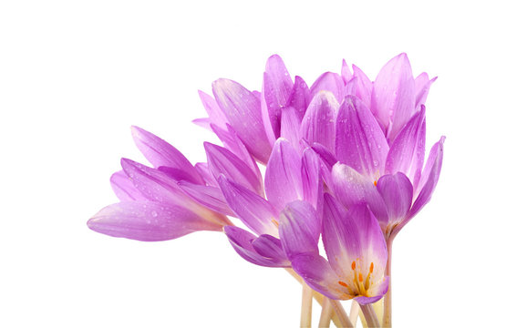 Purple blooming colchicum flowers isolated on white background