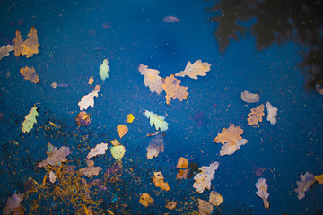 Fototapeta na wymiar Autumn leaves swim in a puddle in late autumn