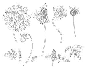 Sketch Floral Botany Collection. Dahlia flower, leaves and buds drawings. Line art on white backgrounds. Hand Drawn Botanical Illustrations.