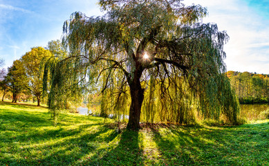 Herbstliche Trauerweide am See im Gegenlicht der untergehenden Sonne 