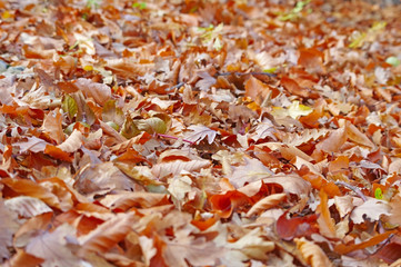 the Brightly colored leaves during autumn