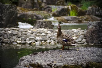 Duck on rock at pond
