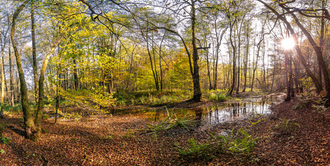 Obraz premium Moor Landschaft im herbstlichen Gegenlicht