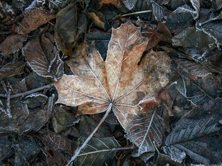 leaf in snow, sweden