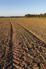 Fresh brown agriculture field in autumn.