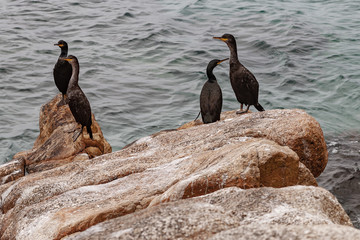 Cormorants on stones by the sea.