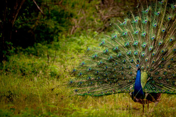 Obraz premium Peacock