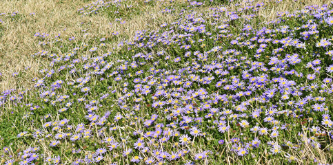 Naklejka premium wild purple flowers grass back ground