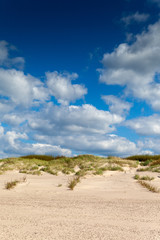 Yellow beach sand and green plants.