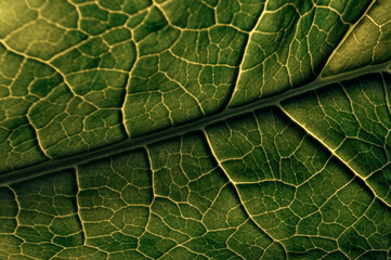 texture of green leafsquirrel