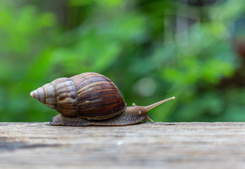 snail is walking on the old wooden floor