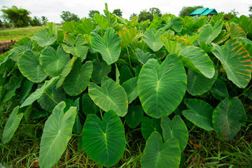 Giant taro Green weed in tropical wetlands There are large green leaves resembling the elephant's...