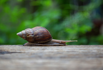 snail is walking on the old wooden floor