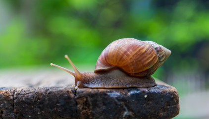 snail is walking on the old wooden floor