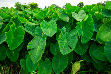 Giant taro Green weed in tropical wetlands There are large green leaves resembling the elephant's ear. Can be used as pet food.