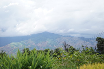 Coffee Hill Flower and Forest plant