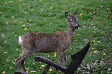 Naklejka na ściany i meble fallow deer in the forest, sweden