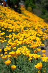 Obraz premium Yellow Flowers in Santiago, Chile