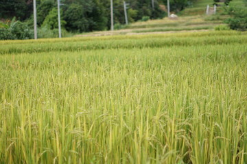 Coffee Hill Flower and Forest plant