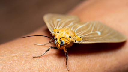 Close up beautiful night yellow butterfly on a human arm. Macro shot of butterfly.