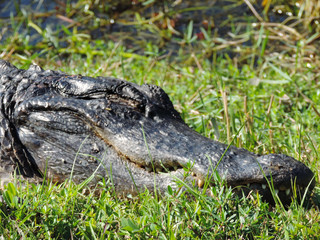 Alligator along Tram Road Trail to Shark Valley Observation Tower in Everglades National Park in Florida