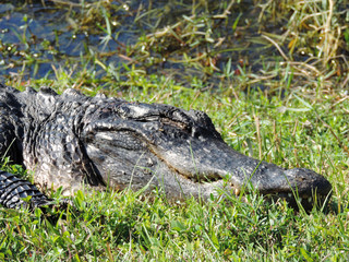 Alligator along Tram Road Trail to Shark Valley Observation Tower in Everglades National Park in Florida