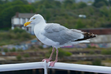 Freche Möwe sitzt furchtlos auf dem Geländer der Fähre