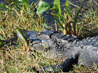 Alligator along Tram Road Trail to Shark Valley Observation Tower in Everglades National Park in Florida