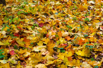 Yellow fallen leaves on the ground in a park