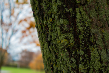 moss on tree in autumn