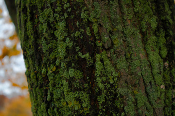 Mossy Tree in Autumn