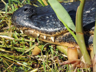 Close Up of an Alligator along Tram Road Trail to Shark Valley Observation Tower in Everglades National Park in Florida