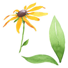 Rudbeckia hirta floral botanical flowers. Watercolor background set. Isolated rudbeckia illustration element.