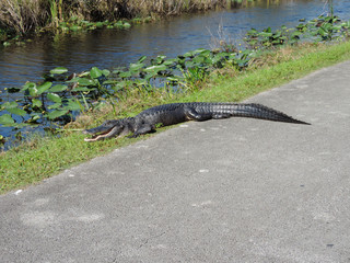 Close Up of an Alligator along Tram Road Trail to Shark Valley Observation Tower in Everglades National Park in Florida