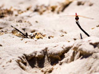 libelle in rot