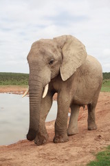 Fototapeta na wymiar Elefanten Portrait 542