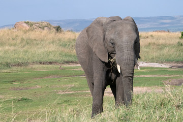 elephant in massai mara
