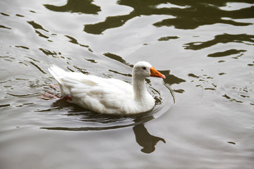 White duck swims