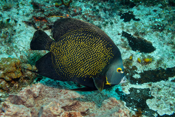 french angelfish on reef