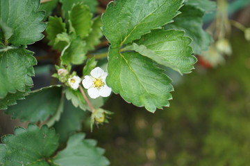 Coffee Hill Flower and Forest plant