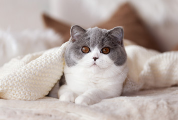 Fototapeta na wymiar Britisch Kurzhaar Katze in blue-white unter einer Decke