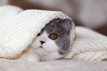 Britisch Kurzhaar Katze in blue-white unter einer Decke